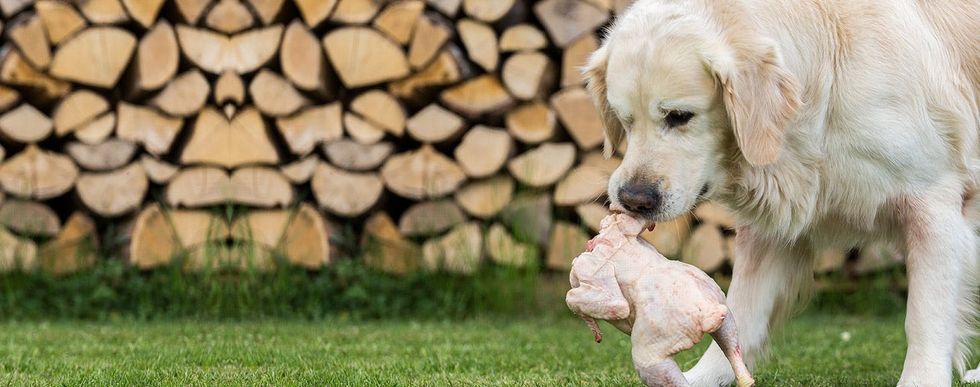 Can Dogs Get Salmonella from Chickens