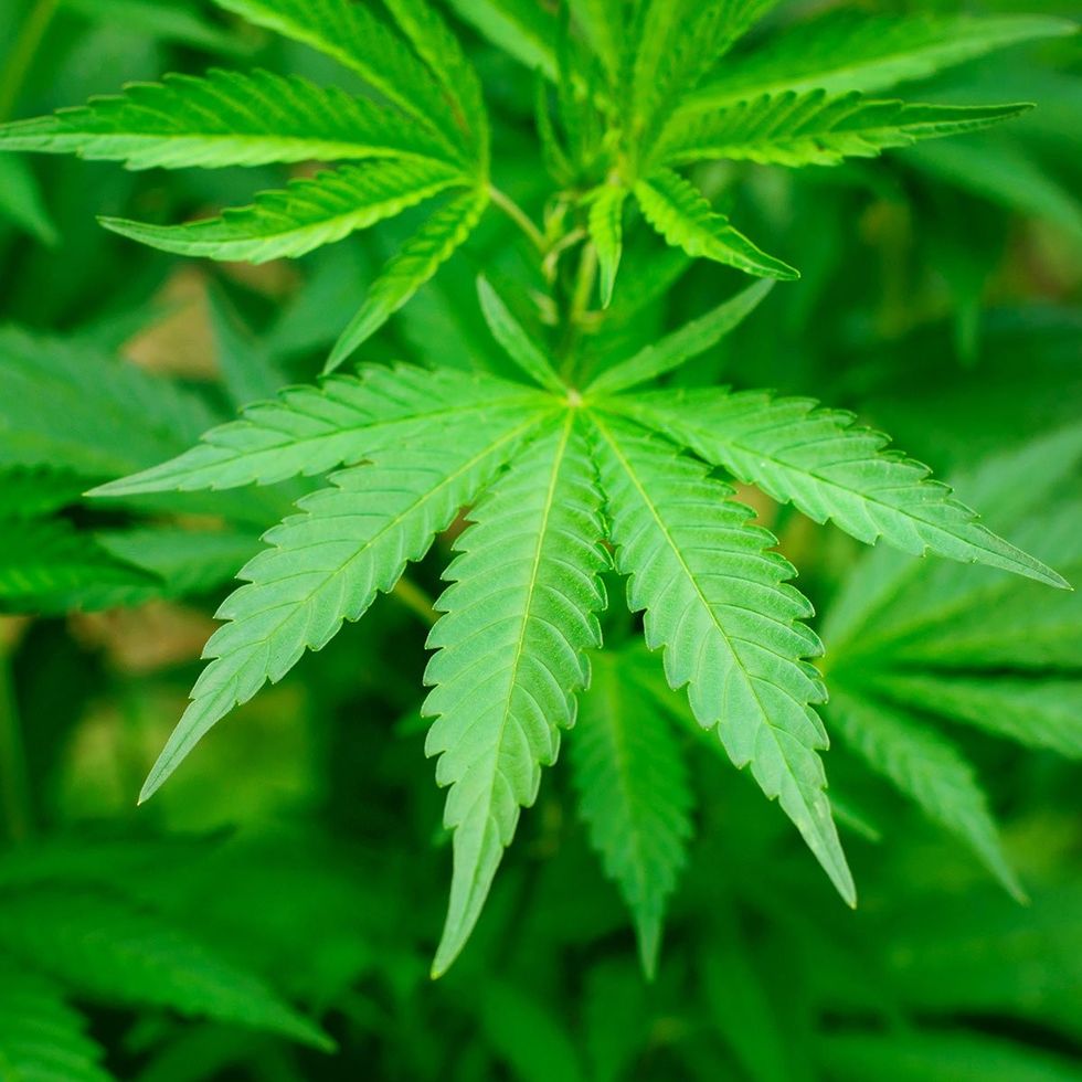 cannabis older social.2e16d0ba.fill 1