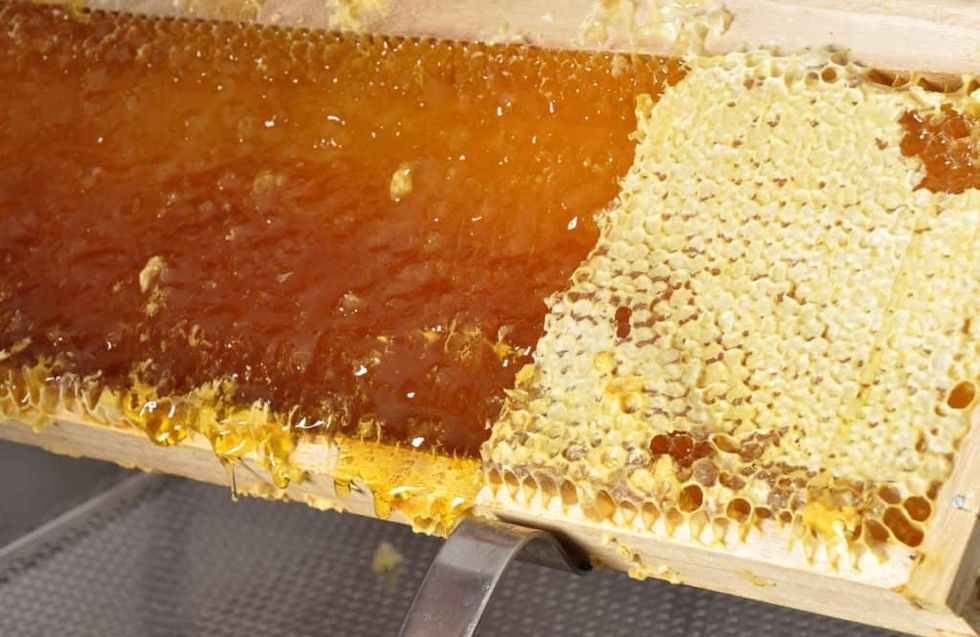 capped and uncapped honey 1