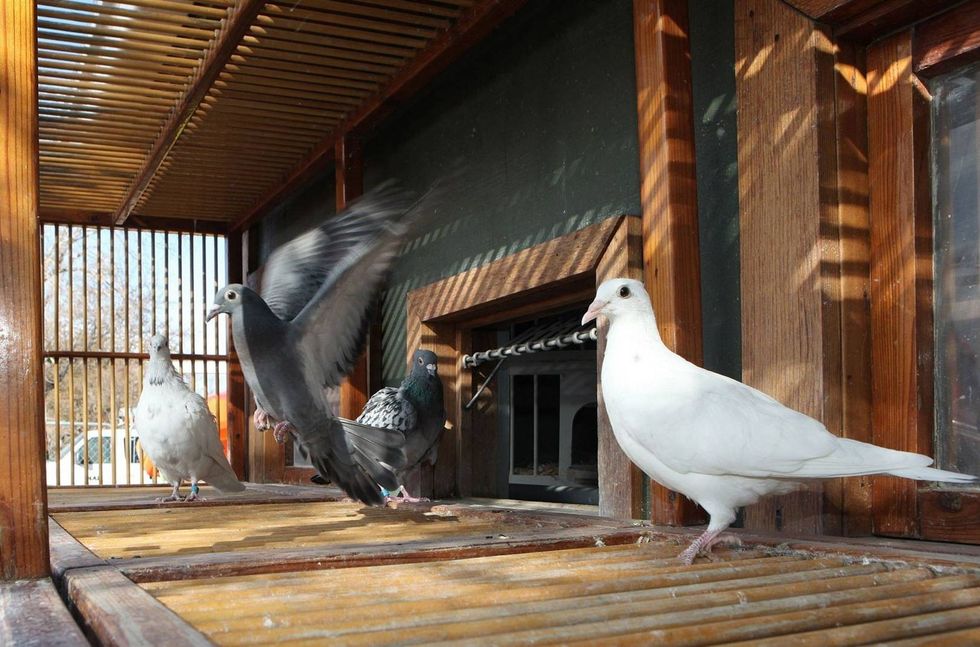 carrier pigeons 2 gq 28aug15 getty b