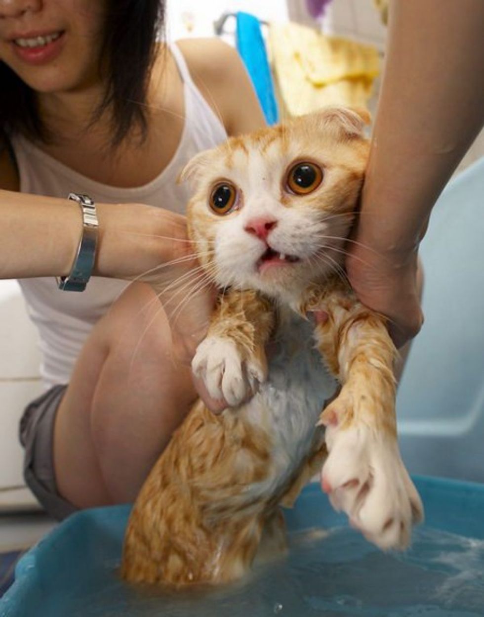 cat-bath