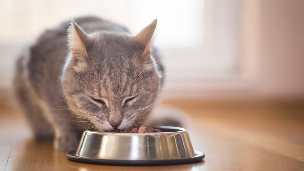 cat eating out of food bowl scaled