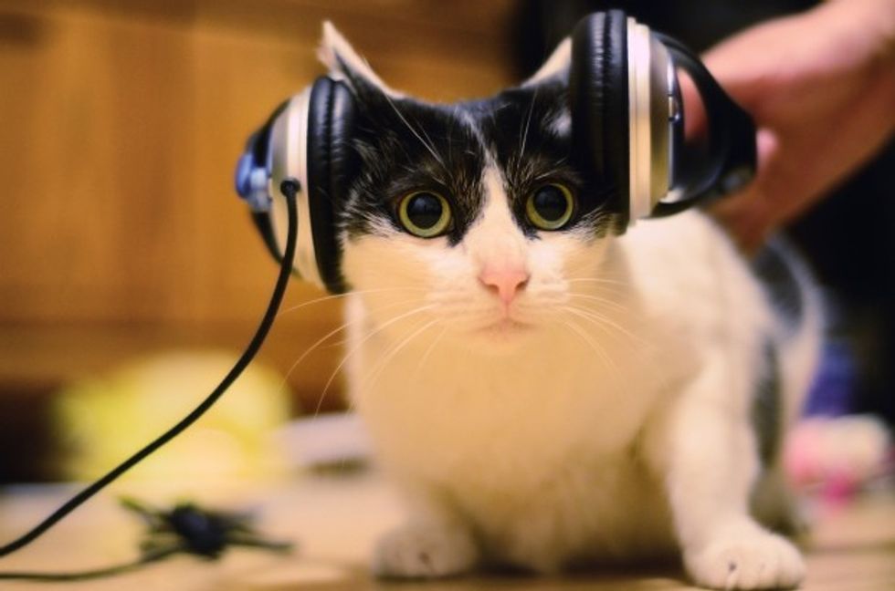 Cat listening to music, Taipei City, Taiwan.