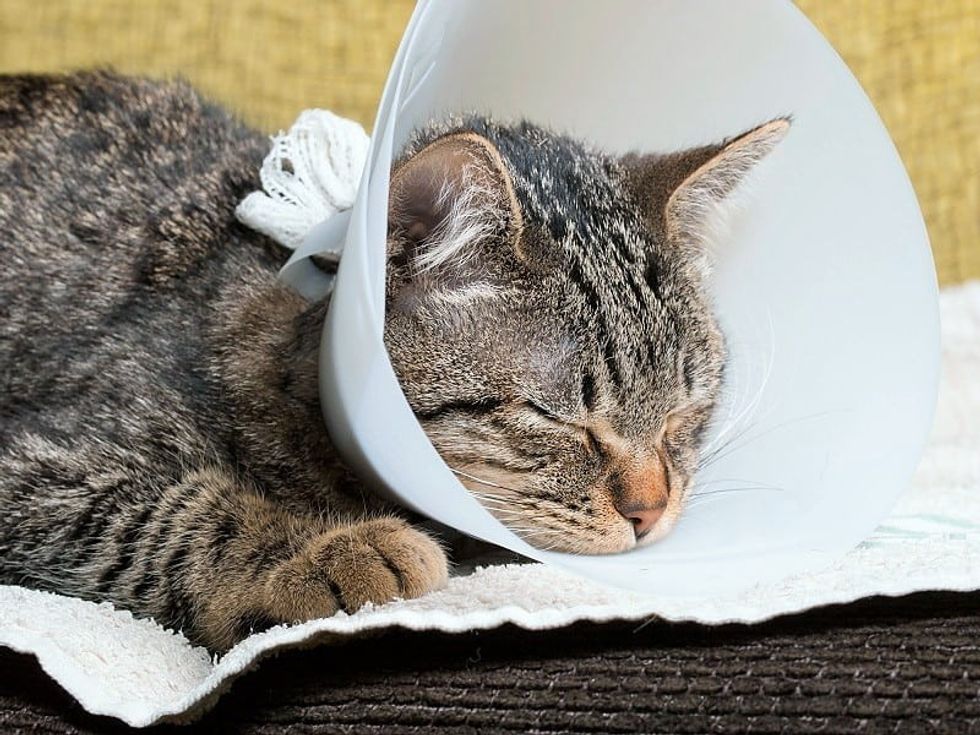 Cat Not Eating After Surgery