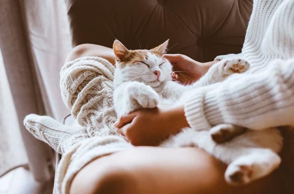 cat sleeping on a womans lap Shutterstock Alena Ozerova