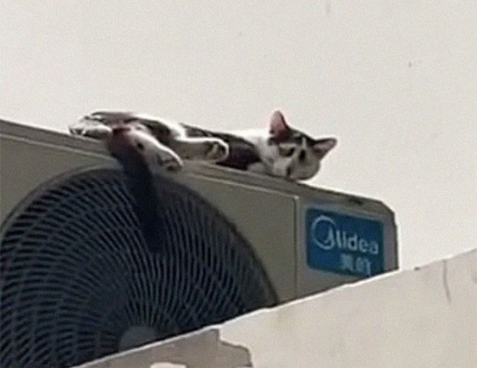 cat with unique facial features that makes him constantly look sad 3