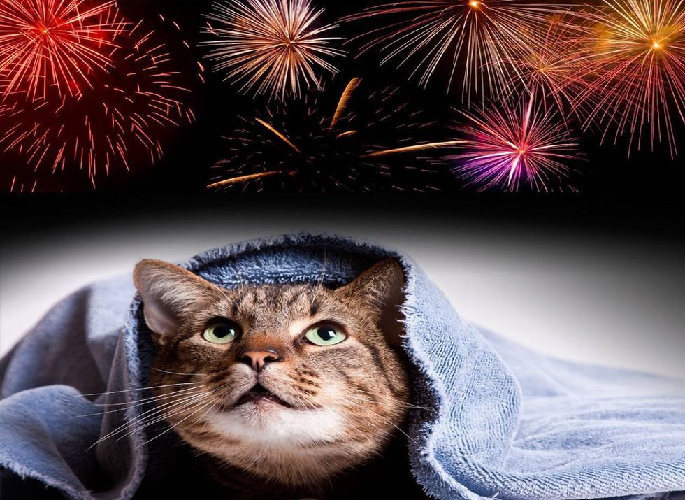 cats and fireworks