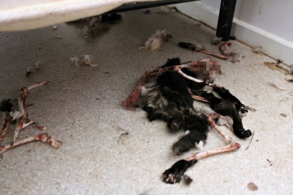 Cats eat each other after being abandoned in house, woman convicted of cruelty