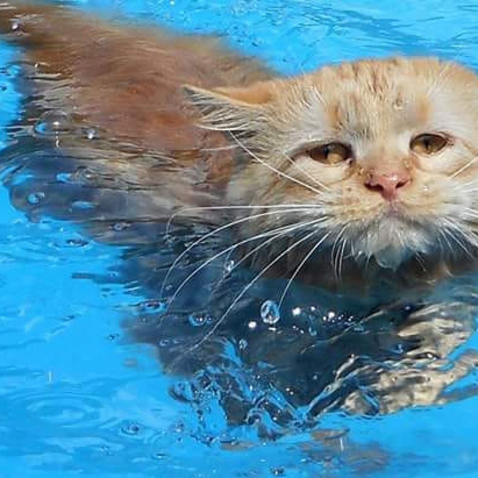 cats in the pool 3