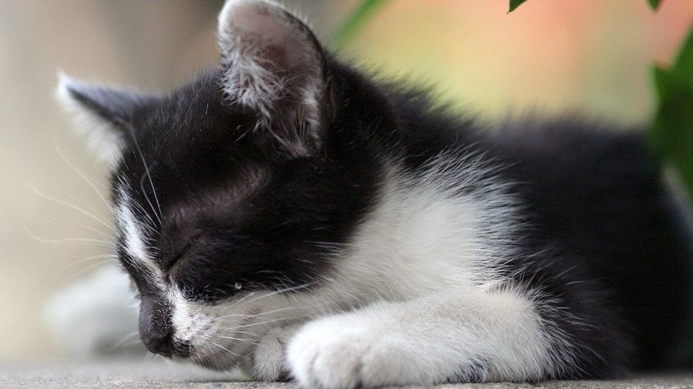 cats sleeping cat sleep black white cute funny photo of