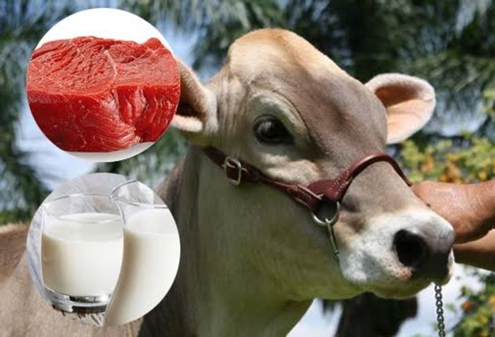 CAUSAS DE LA BRUCELOSIS