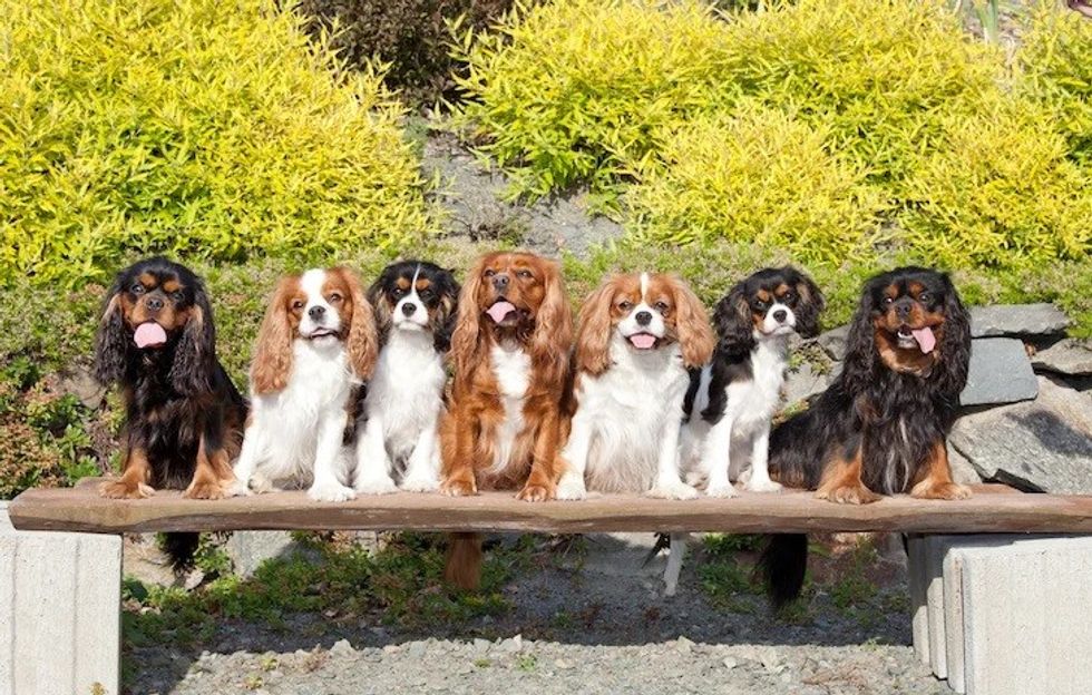 Cavalier King Charles Spaniels sitting side by side on a bench outdoors