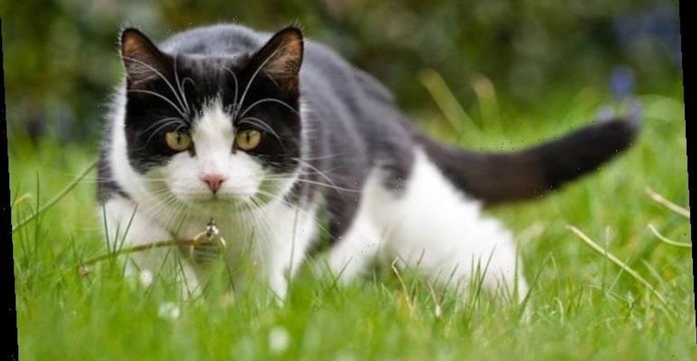 ccelebrities1276049 1