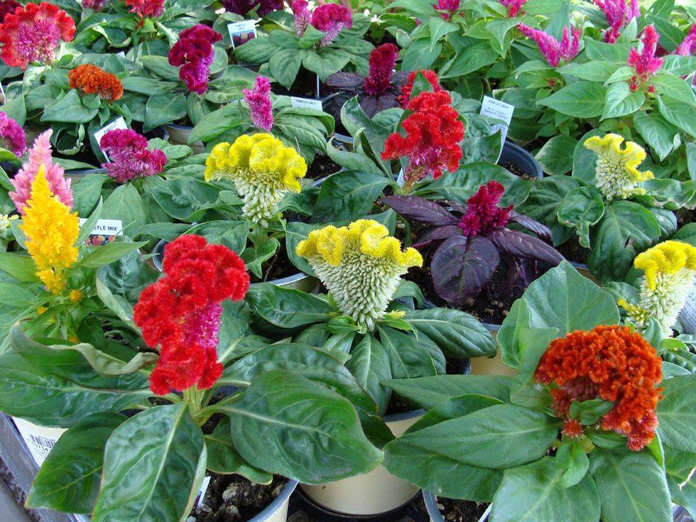 Celosia3