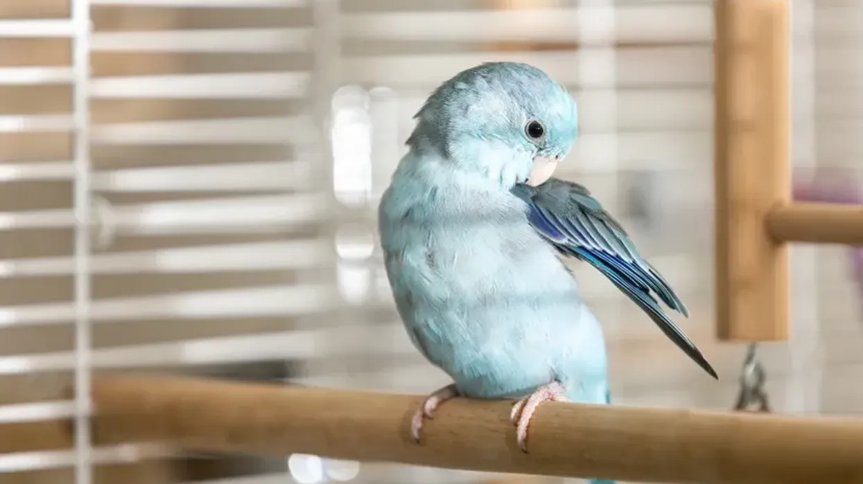 Çfarë të bëni kur zogut i thyhet penda e gjakut Çfarë të bëni kur zogut i thyhet penda e gjakut