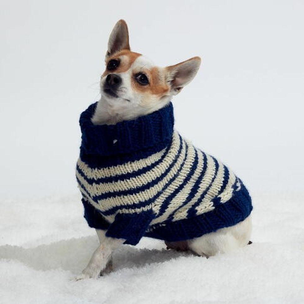 chihuahua in winter coat