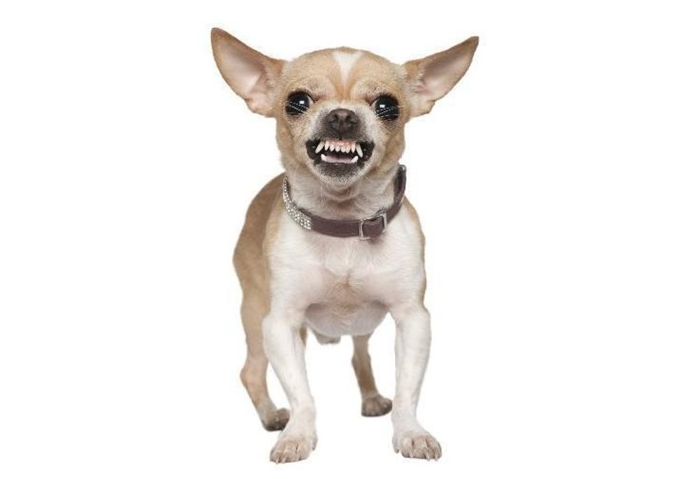 Chihuahua
