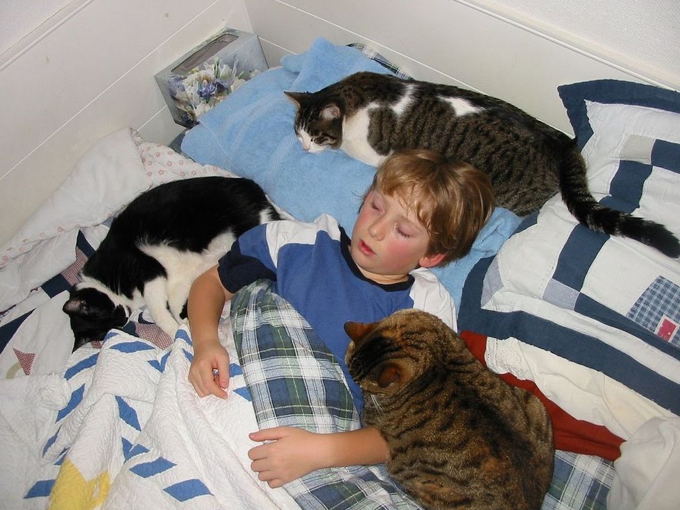 child 3cats