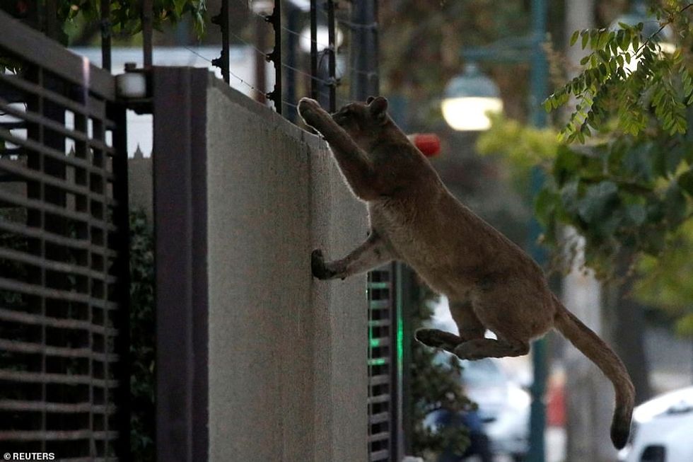 CHILE: A puma climbs a wall during the dawn at a neighbourhood before being captured and taken to a zoo, in Santiago on March 24