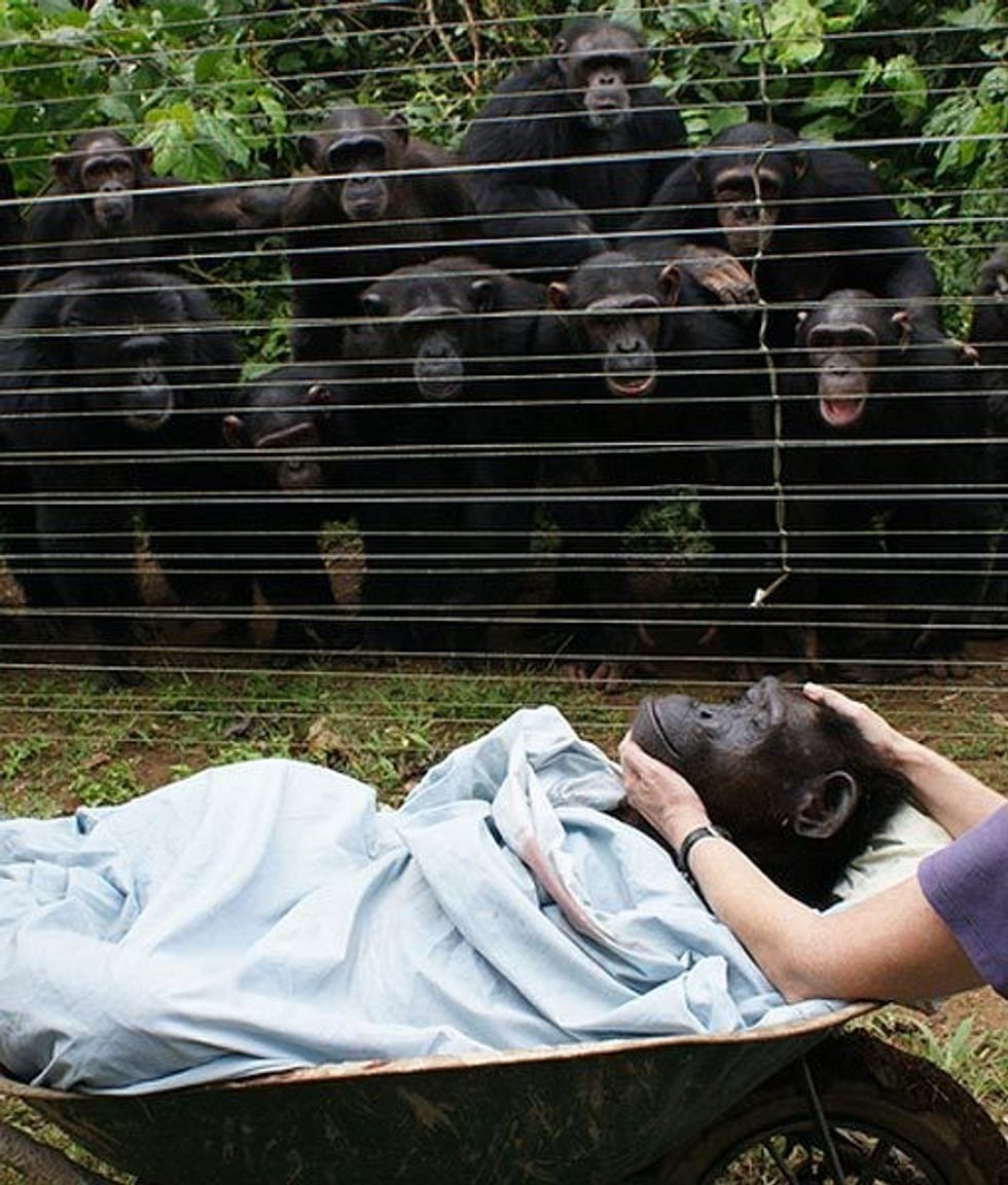 chimps mourning