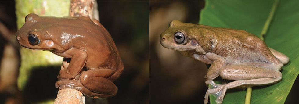 chocolate frog lead 1