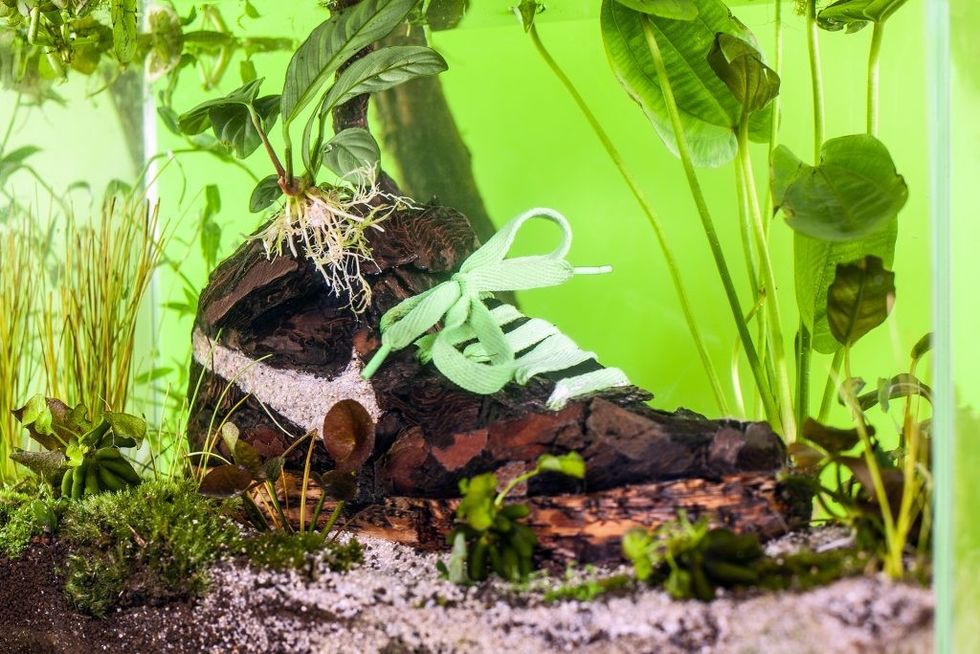 Christophe Guinet Monsieur Plant Sneakerium Collater.al 2 1