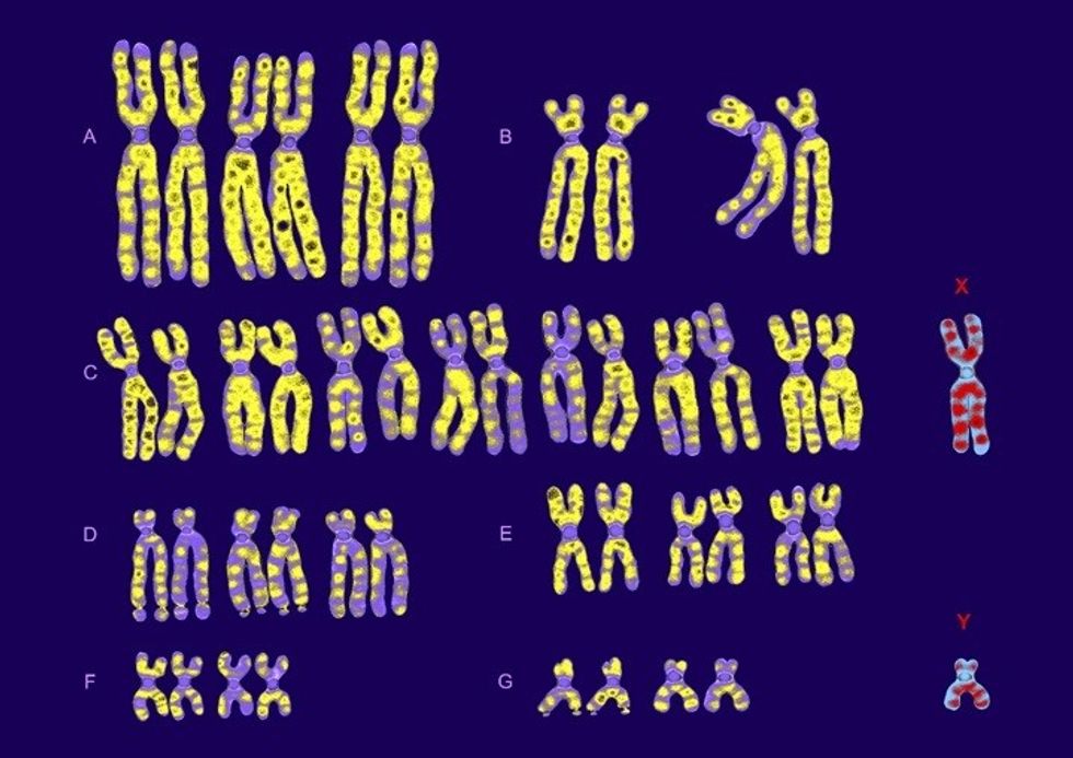 chromosomes Getty Images