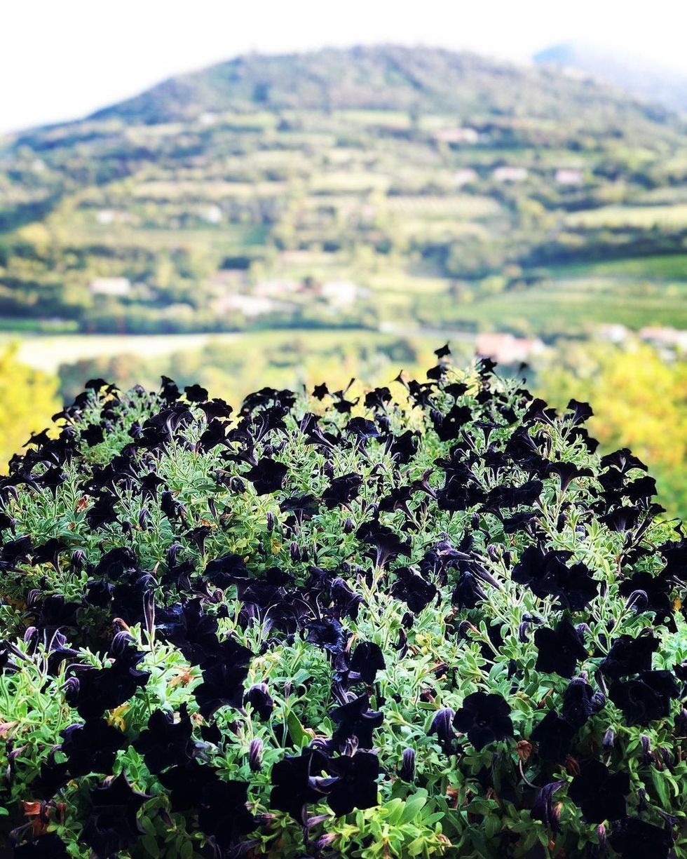 chunkyal 109210399 2106584316145484 7060669888298359353 n