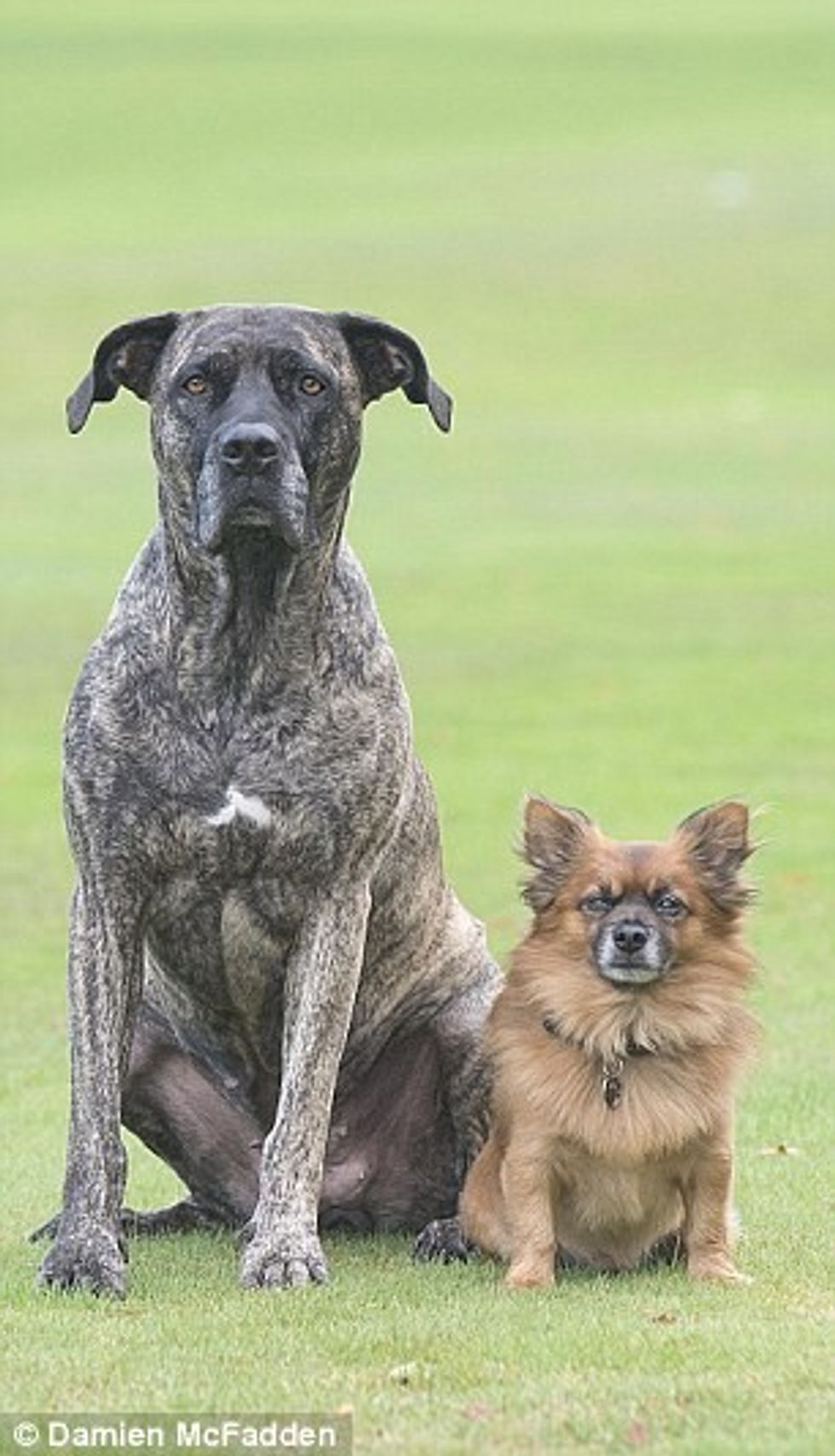 Cili është babai në këtë familje të qenve foto 4