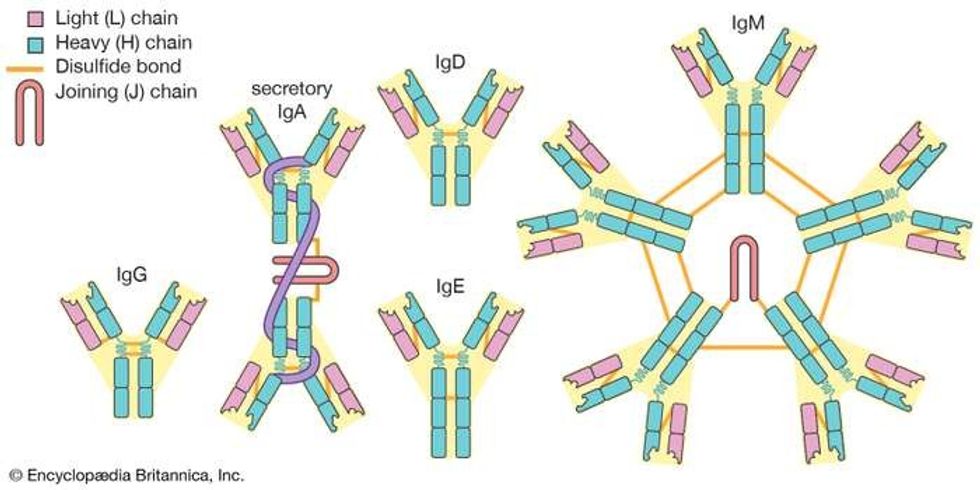 classes antibodies IgG IgA IgD IgM IgE