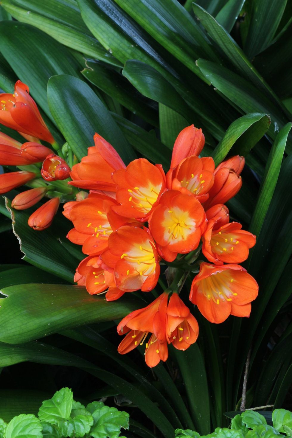 Clivia miniata 1 scaled