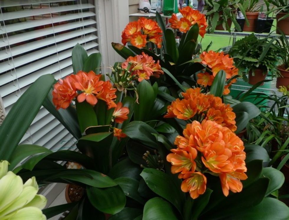 Clivia nobilis00