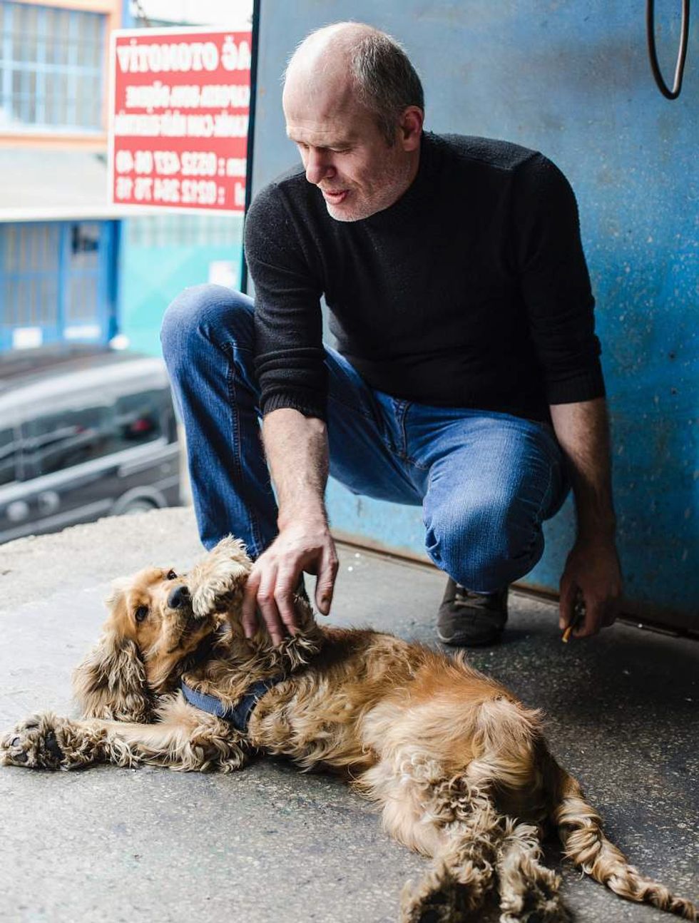 cocker spaniel couch pics