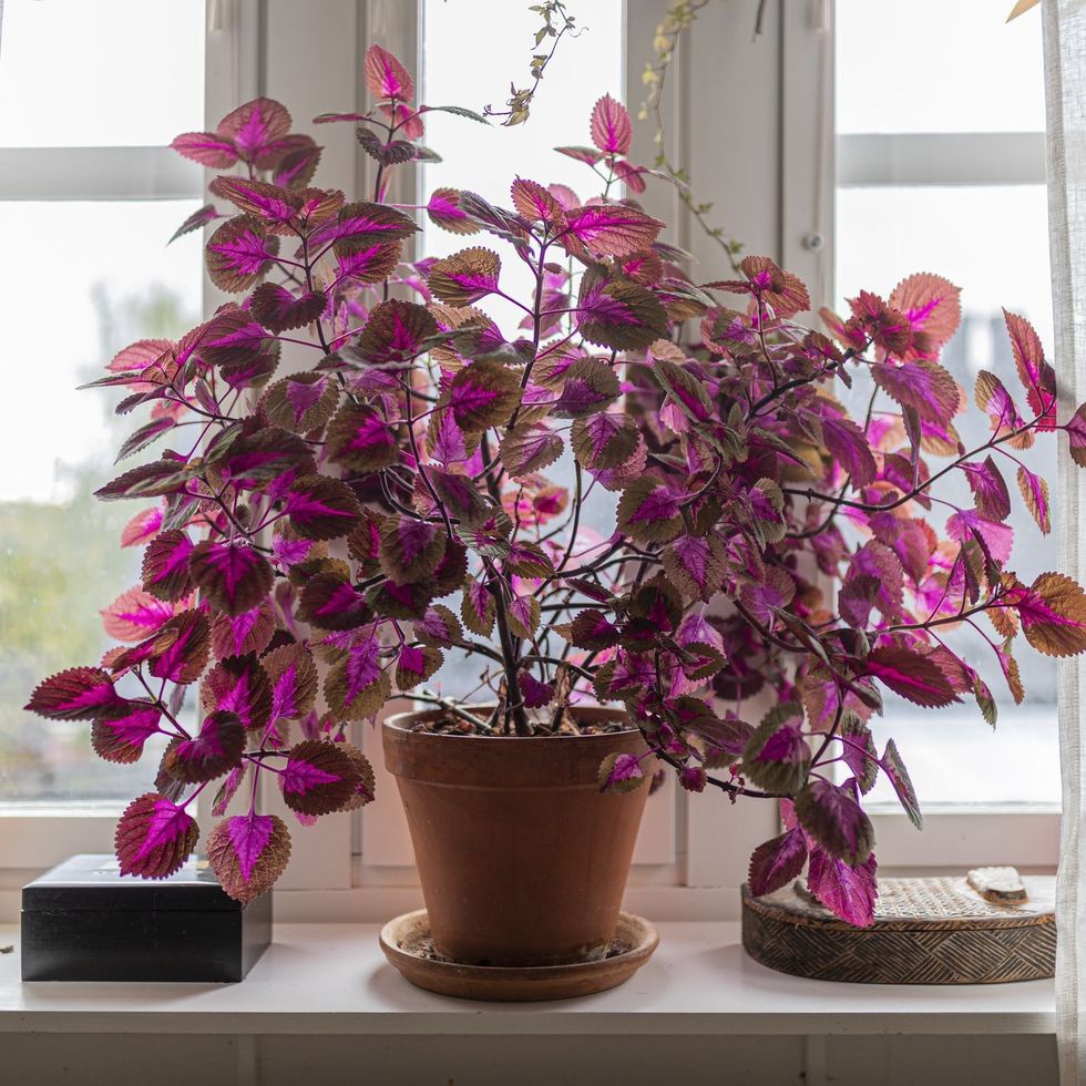coleus plant indoors in a windows in purple and pink colours 1279862856 44fa0503cc74405bb29b64e4aa644afa