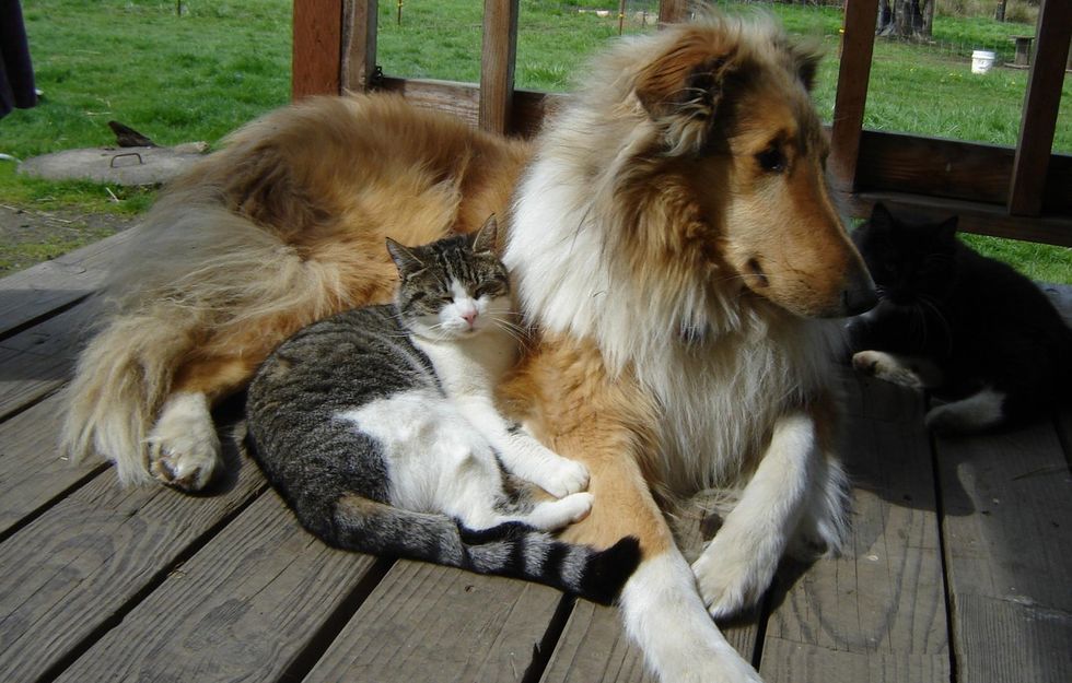 collie cats dogs buddies