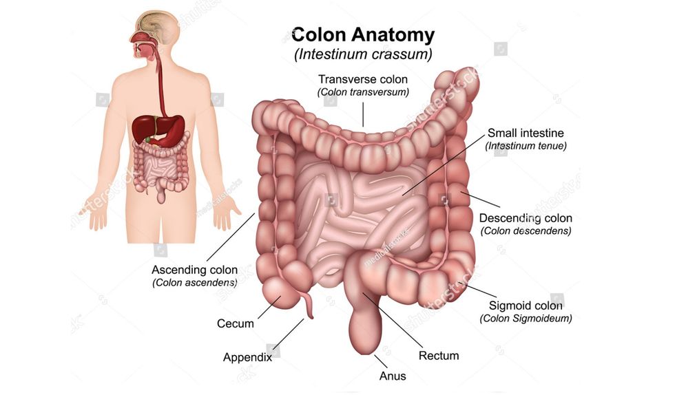 colon anatomy shuterstock