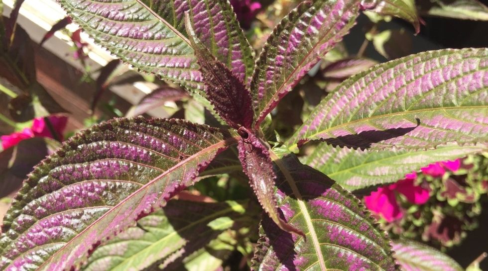 Colorful Persian shield plant