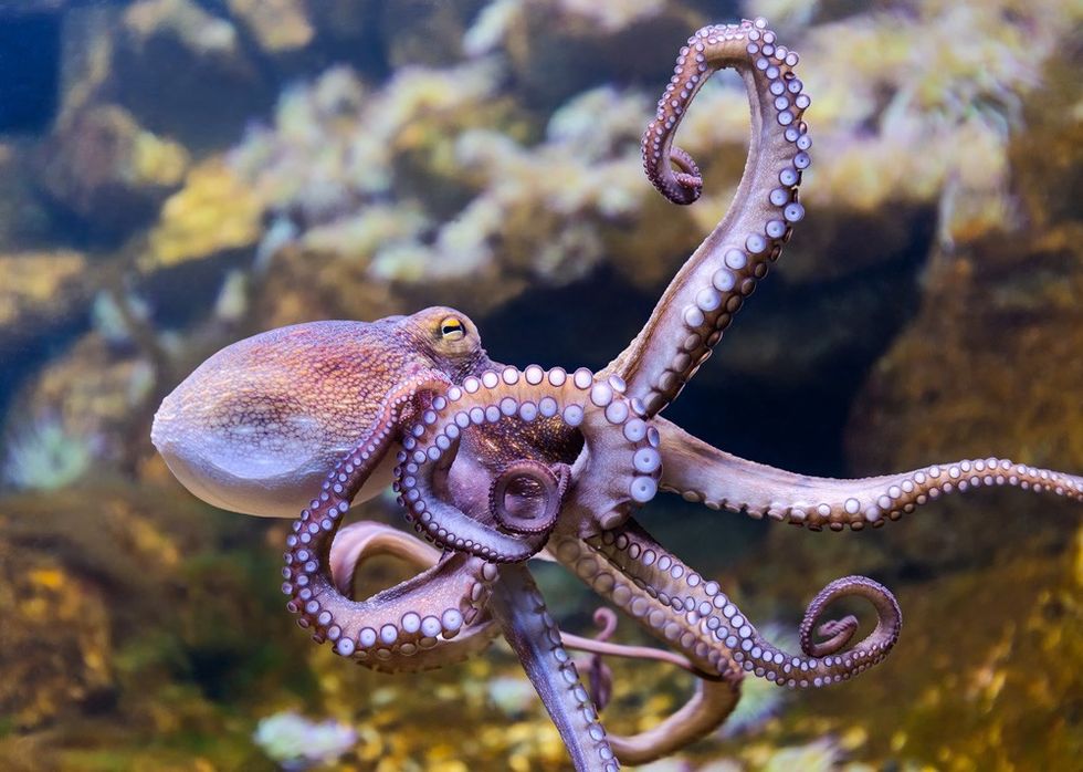 common octopus3