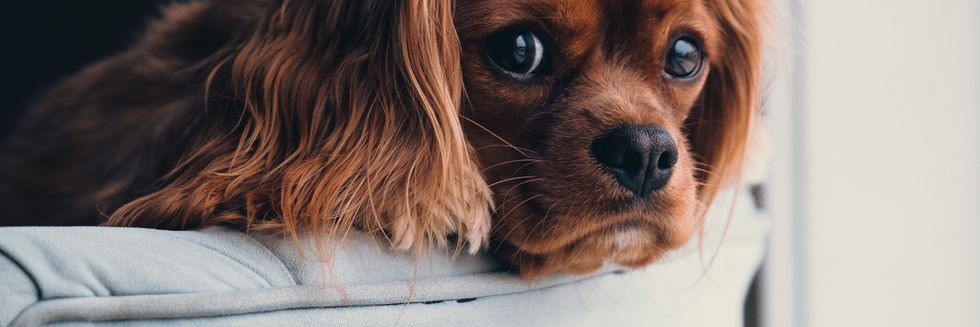 Common Urinary Illnesses In Dogs