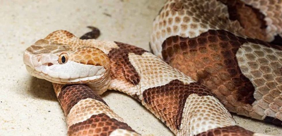 copperhead snakes bitin