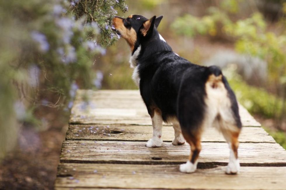 Corgi Dog Smelling Flowers Outdoors