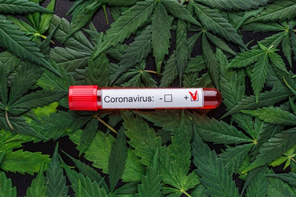 coronavirus cannabis