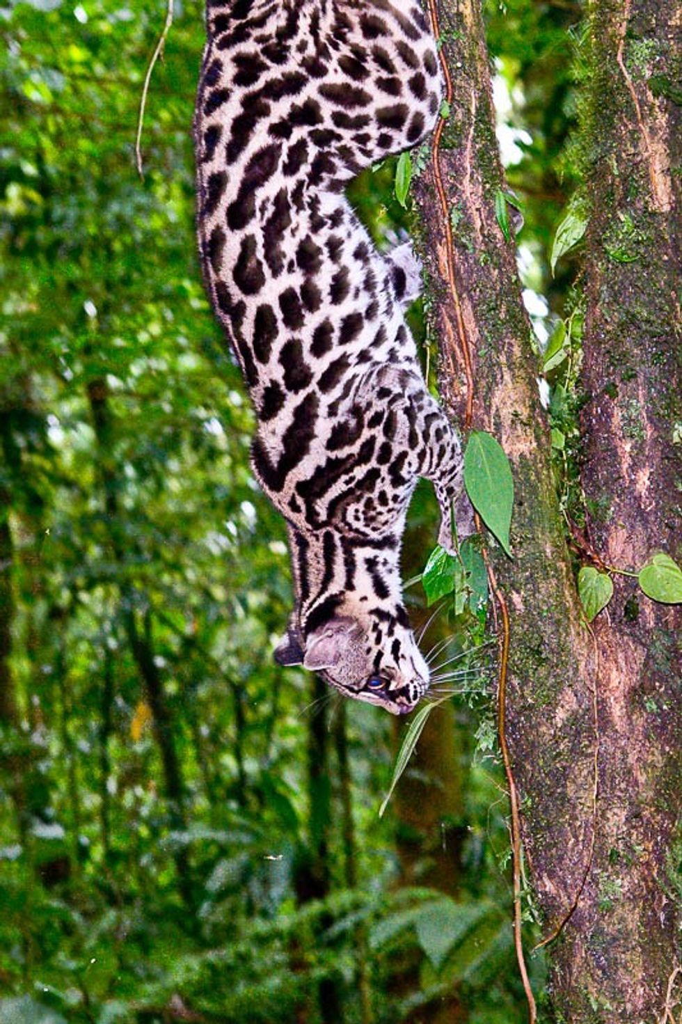 Costa Rica Prints 11