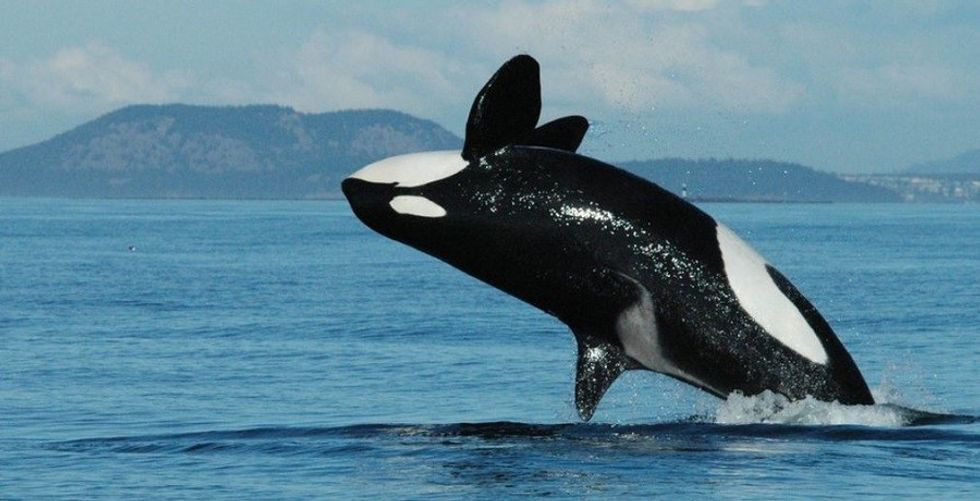 cover orca whales 54132