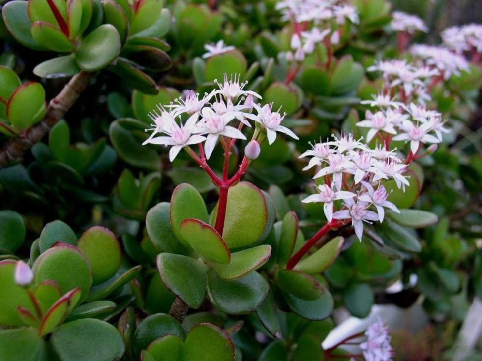 crassulaceae crassula ovata 2