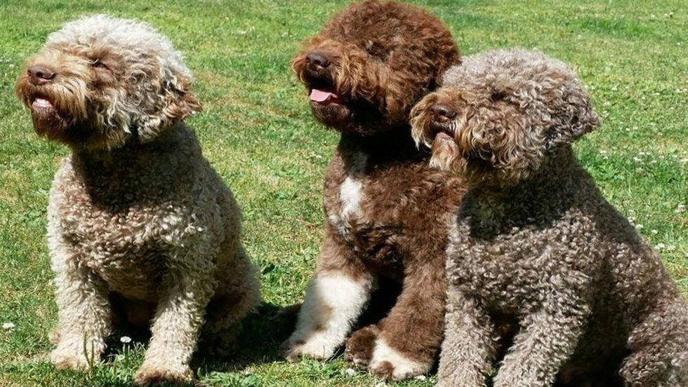 cuccili allevamento lagotto romagnolo