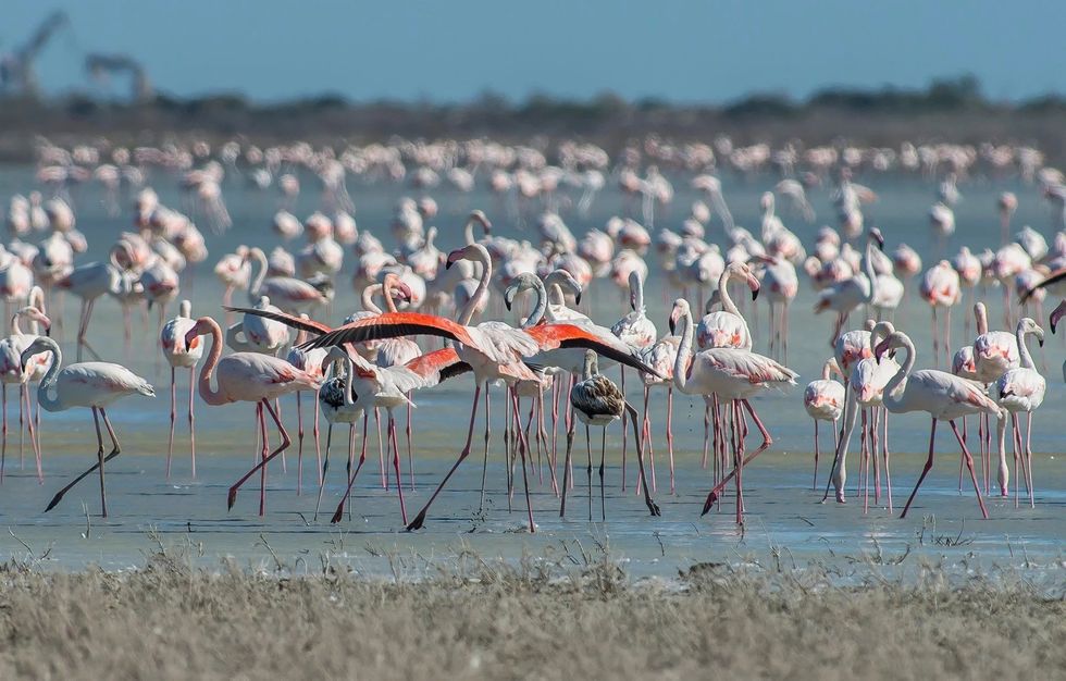 cyprus greater flamingos