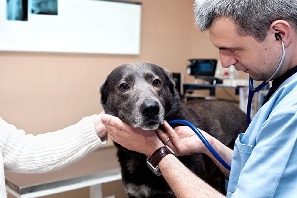 d senior older dog vet check