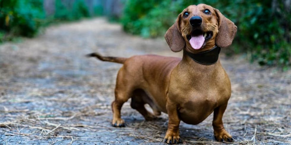 dachshund miniature alone 4 1