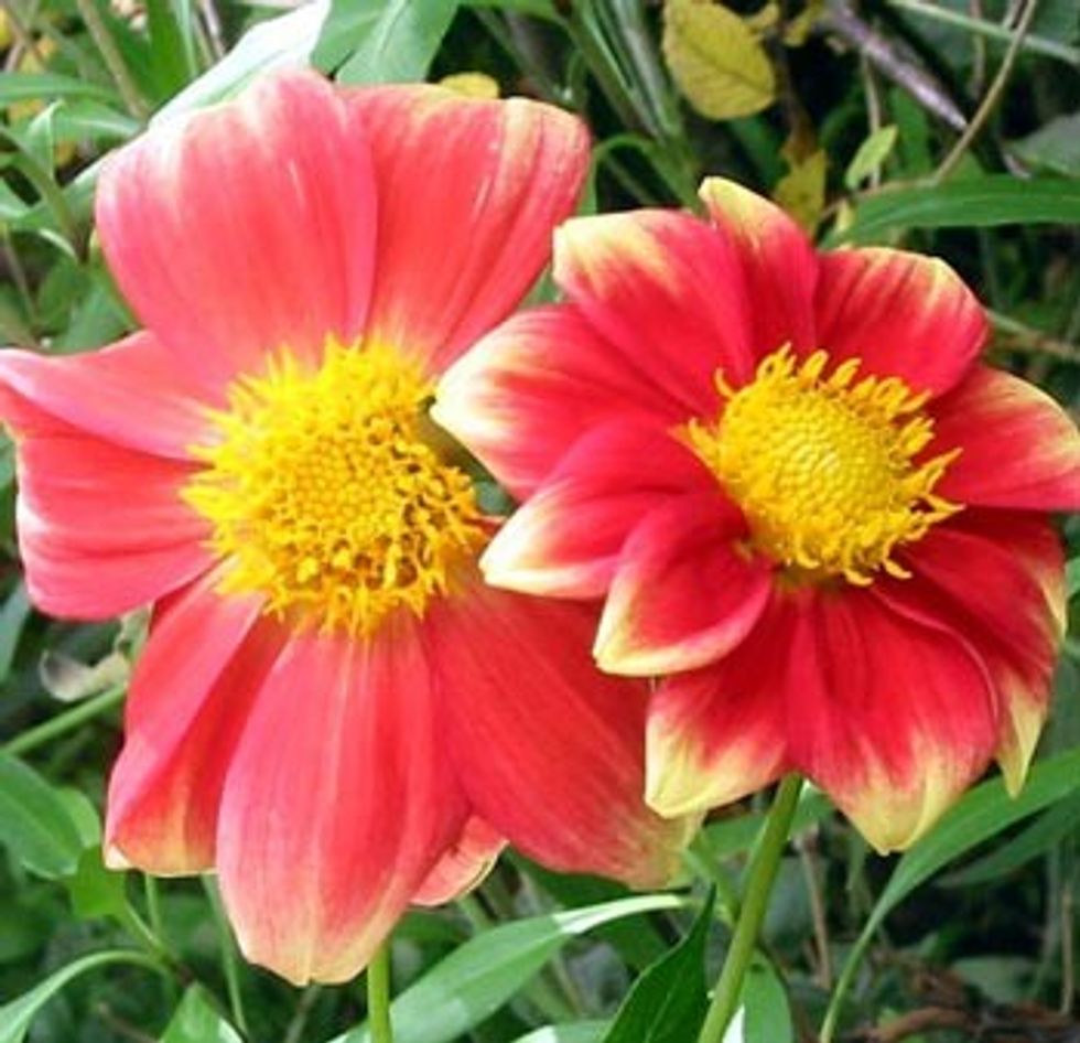 dalia